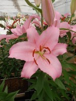 [3498 PO19 Mistero No02.JPG]